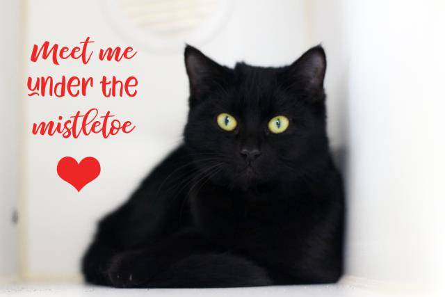 COCO PUFF (A103953)