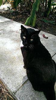 Cocoa (15295705)