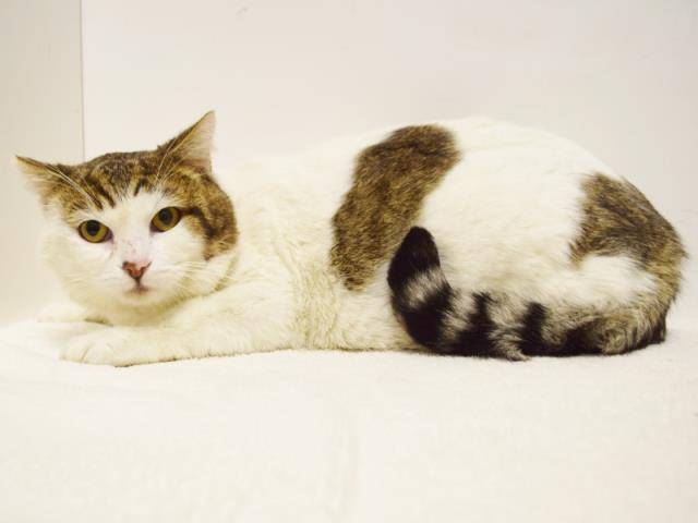 COCONUT (A730168)