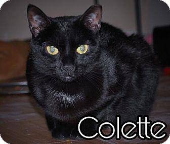 Colette (17635327)
