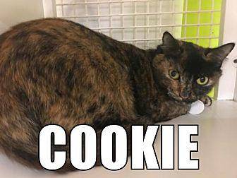 Cookie (19343106)