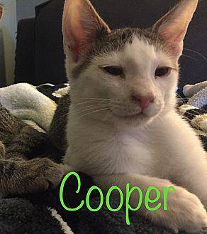 Cooper (20066318)