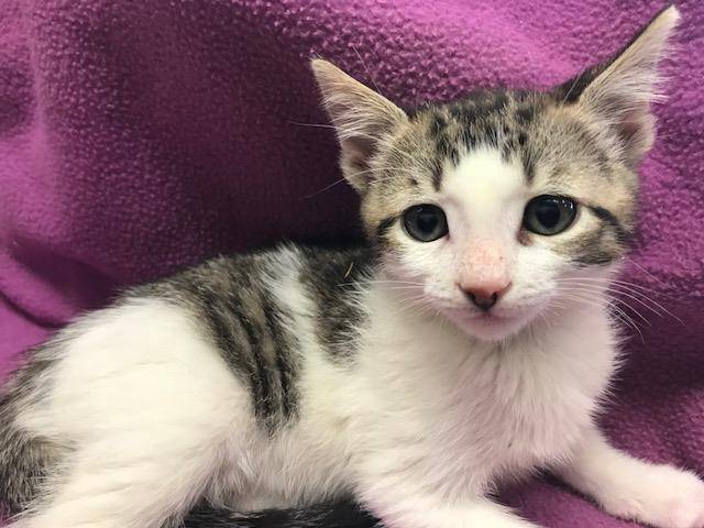 COOPER (A138474)