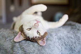 Copper Kitty (20274023)