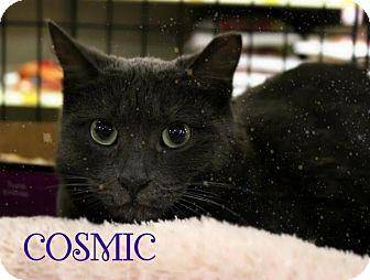 Cosmic (16539416)