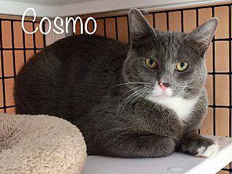 Cosmo (20408078)