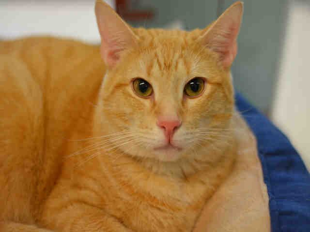 COSMO (A1935998)