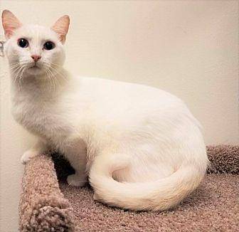 Cotton (20149782)
