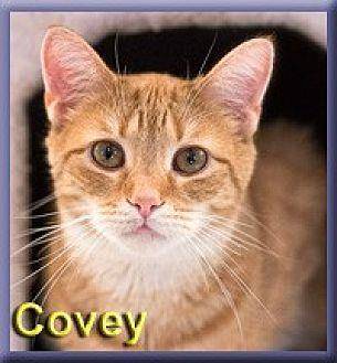 Covey (19614748)
