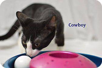 Cowboy (18863975)