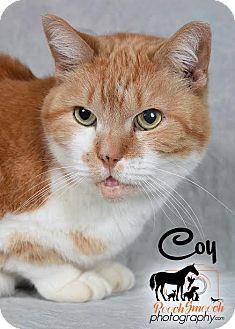 Coy – $25 fe (17773988)