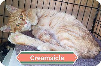 Creamsicle (18238695)