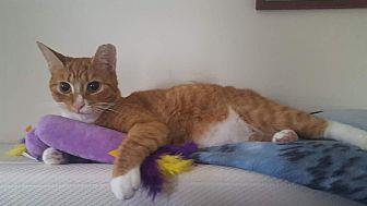 Creamsicle (18349836)