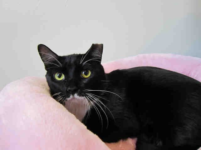 CUDDLES (A1059462)