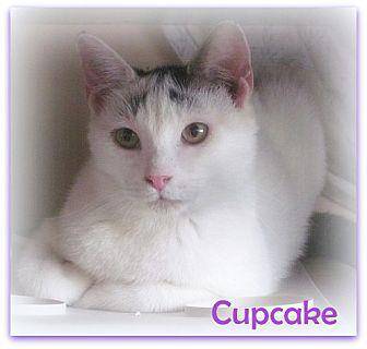 Cupcake (16615023)