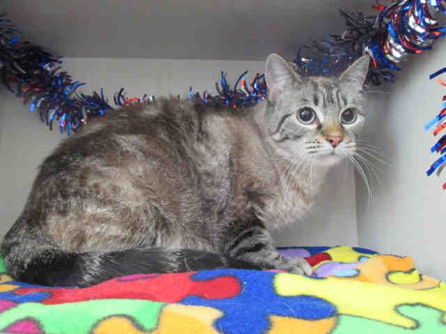 DAISY (A166683)
