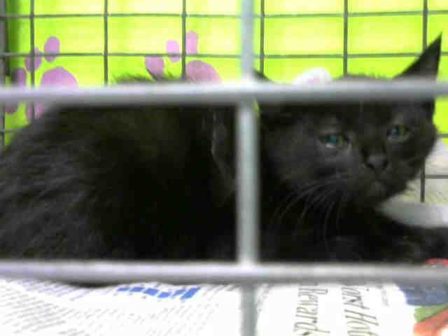 DALLAS (A1521417)