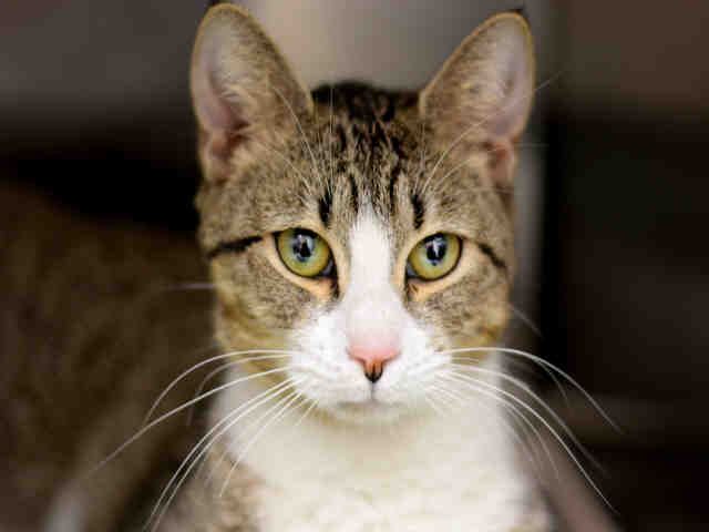 DANA (A1881153)