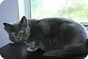 Daphne (17926625)