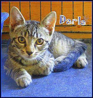 Darla (18953711)