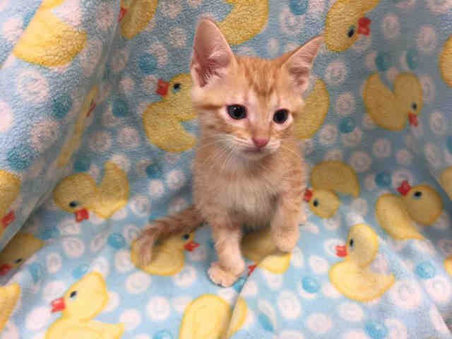 DARWIN (A010747)