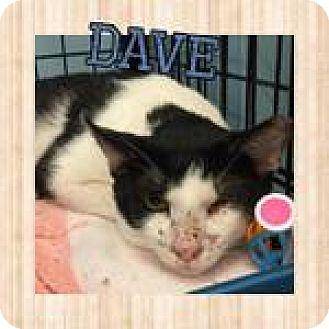 Dave (17961769)