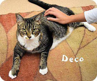 Decko (18267652)