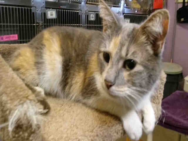 DELILAH (A073997)