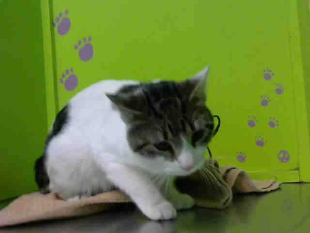 DEWY (A1530464)