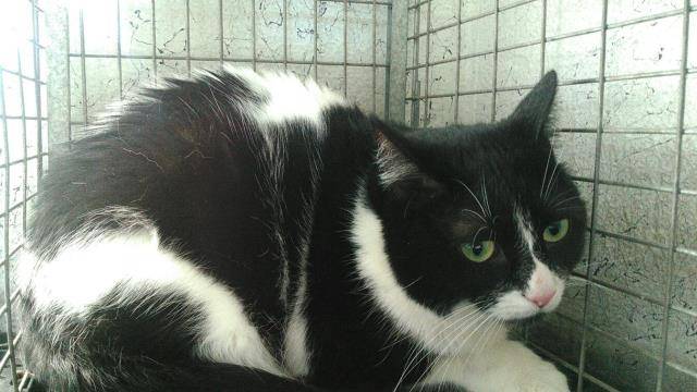 DHARMA (A1934202)