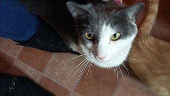 Diesel (12420858)