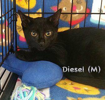 Diesel (19593565)