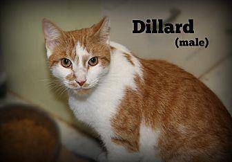 Dillard (19893299)