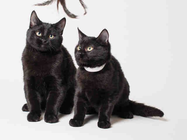 DINK (A411935)