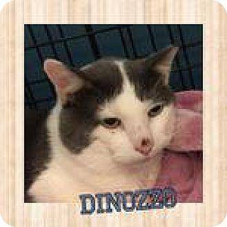 Dinozzo (17705172)