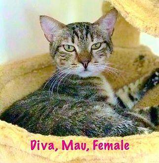Diva (Egypti (18444410)