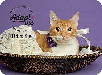 Dixie (18894169)