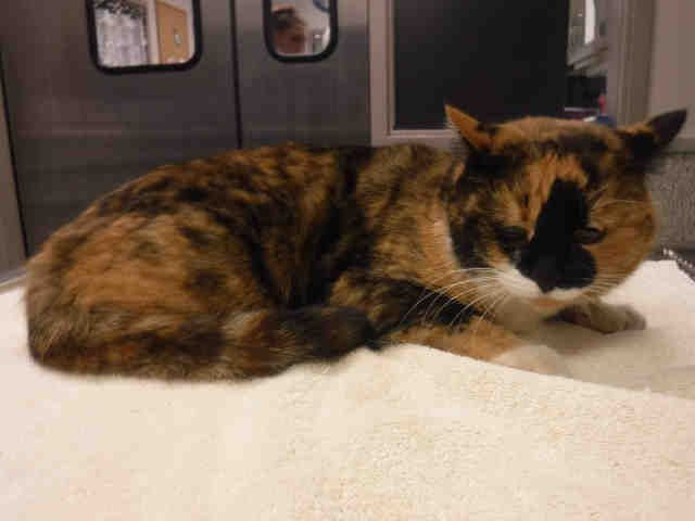 *DIXIE* (A135479)