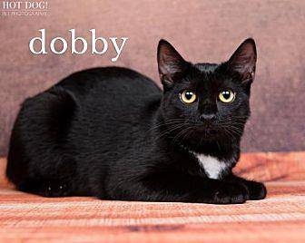 Dobby (19015584)
