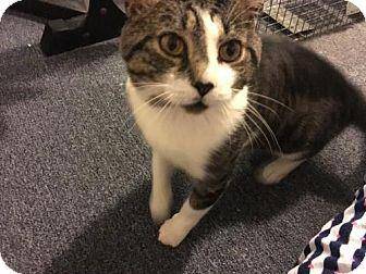 Dodger (FELV (16821083)