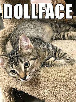 Dollface (19464019)