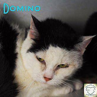 Domino (11967404)