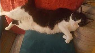 Domino (19876833)
