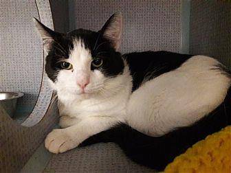 Domino (20159403)