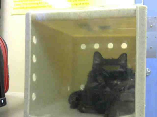 DOMINO (A632894)