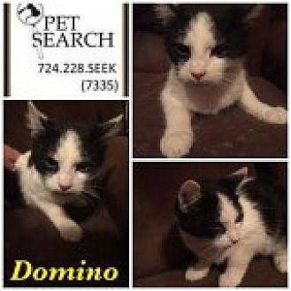 Domio (20617917)