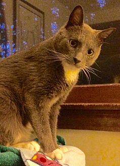 Don Gato (20425684)