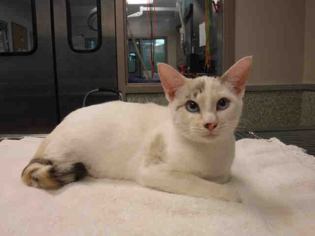 *DORI* (A135605)