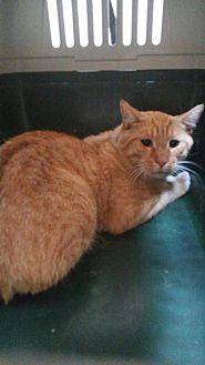 Dorito (19287993)