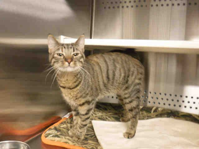 *DOT* (A135864)